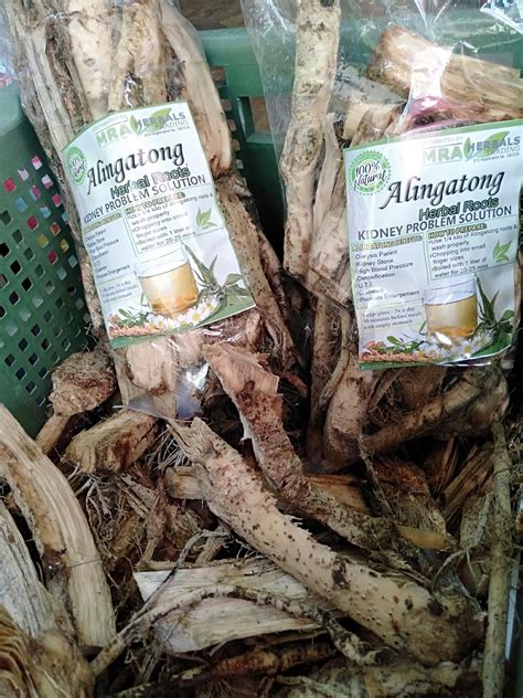 alingatong tree|nettle root for prostate.
